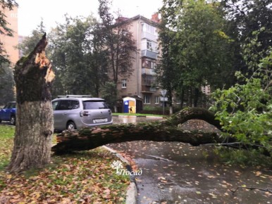 Почему ясенелистный клён — враг для окружающей среды?