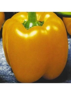 Перец Севилья: идеальный выбор для раннего урожая в любом климате