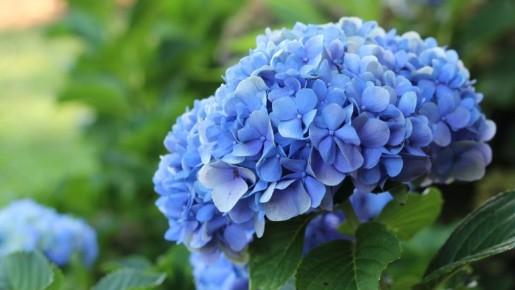 Как ухаживать за гортензиями в конце августа: секреты будущего цветения