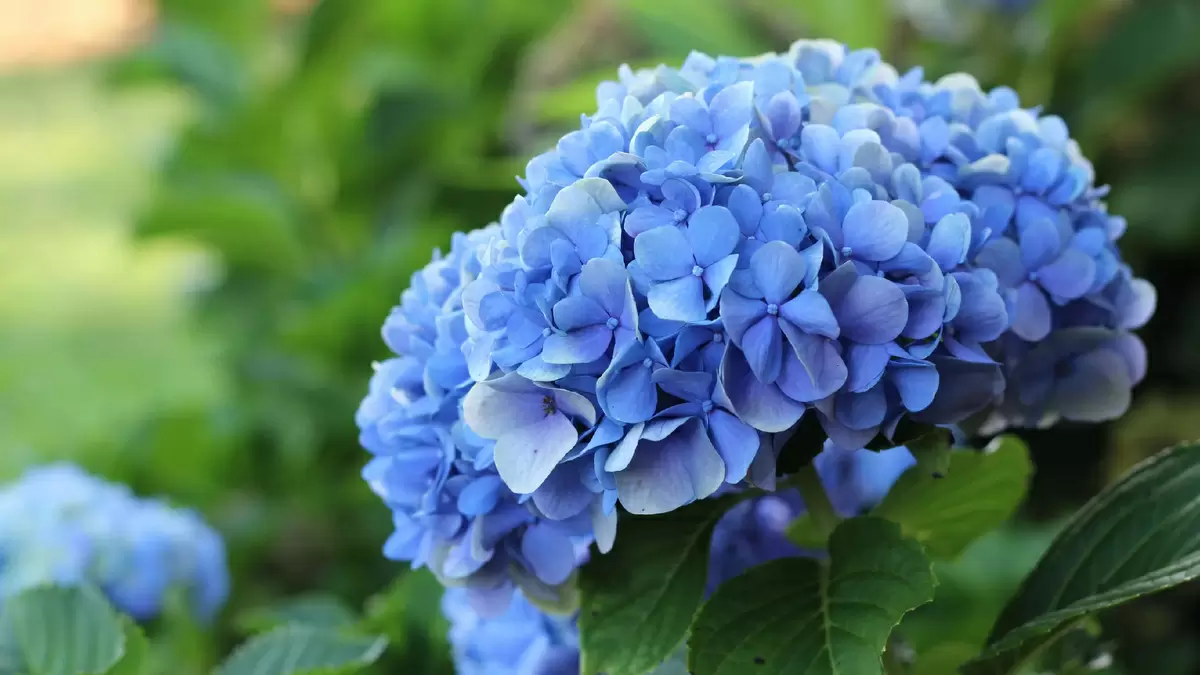 Как ухаживать за гортензиями в конце августа: секреты будущего цветения