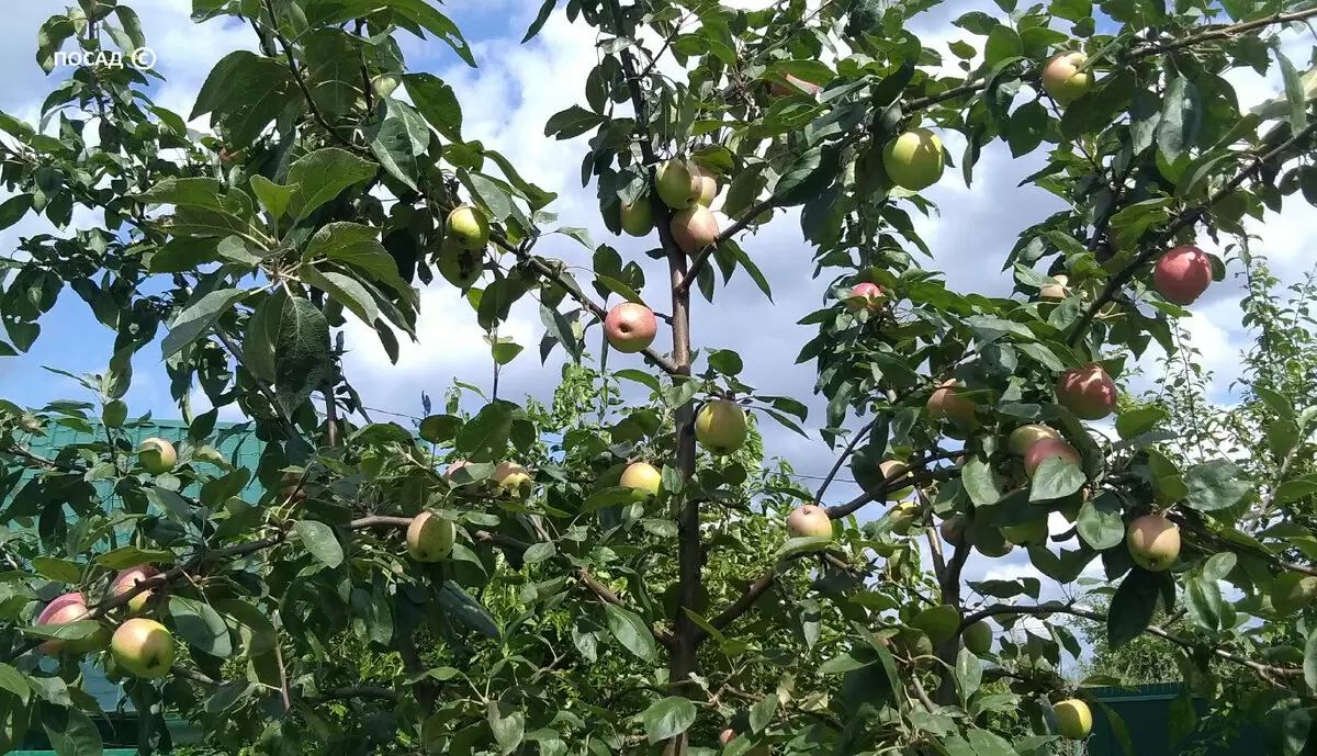 5 простых и вкусных рецептов из яблок, которые стоит попробовать