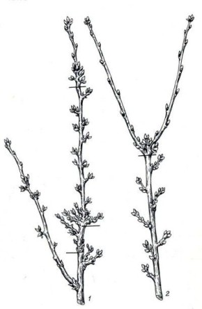 Эффективная обрезка красной смородины для щедрого сбора плодов