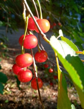 ������� ���������� ��������� �������: ��� ��������� ���� � ������� ����