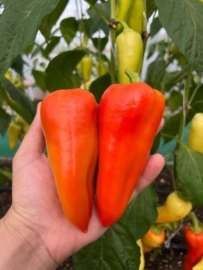 ����� ������: ������� ������� ������� � ������ �������