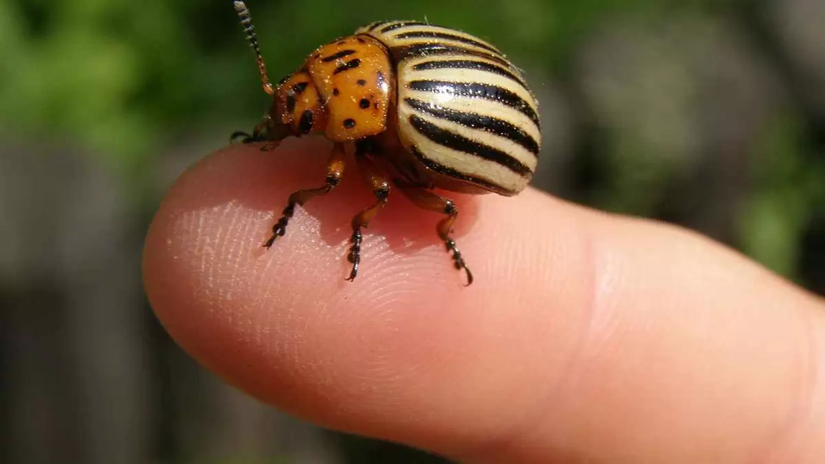 Эффективные методы борьбы с колорадским жуком: секреты и советы