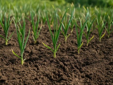 Чеснок к ноябрю: как избежать гнили и сохранить урожай