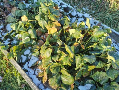 ��� �������� �������� ���������: ������ ��� ��������� � ���������� ������