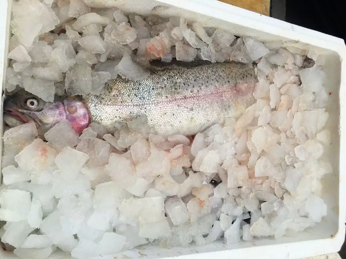 Идеальная закуска из форели домашнего посола за считанные часы