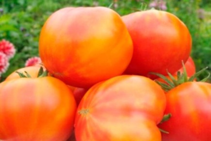 ������ ������: ������� ��������� ����������� ����������� �����