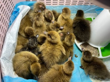 ���������� ��������: ��� ������ ����� ����� � ������� ����� �����������