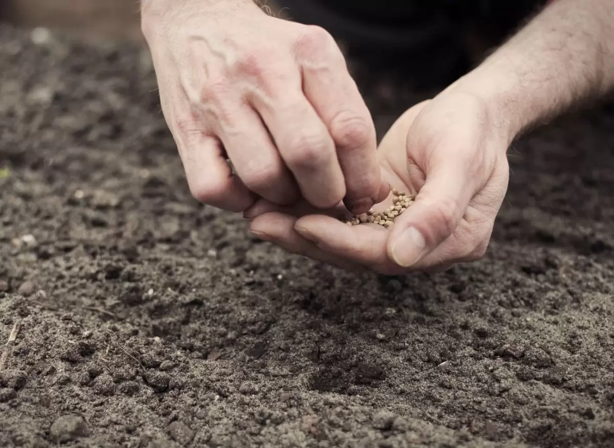 Урожай раньше срока: ноябрь как удобное окно для посева озимых