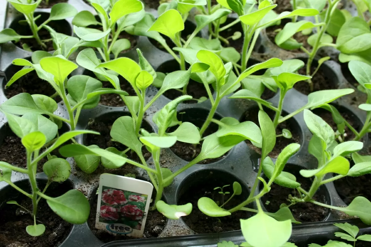 Ошибки, которые мешают вашей рассаде петуний расти