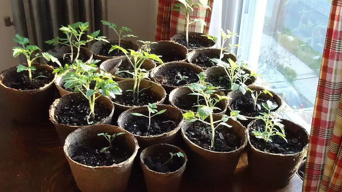 Уход за рассадой томатов после пикировки