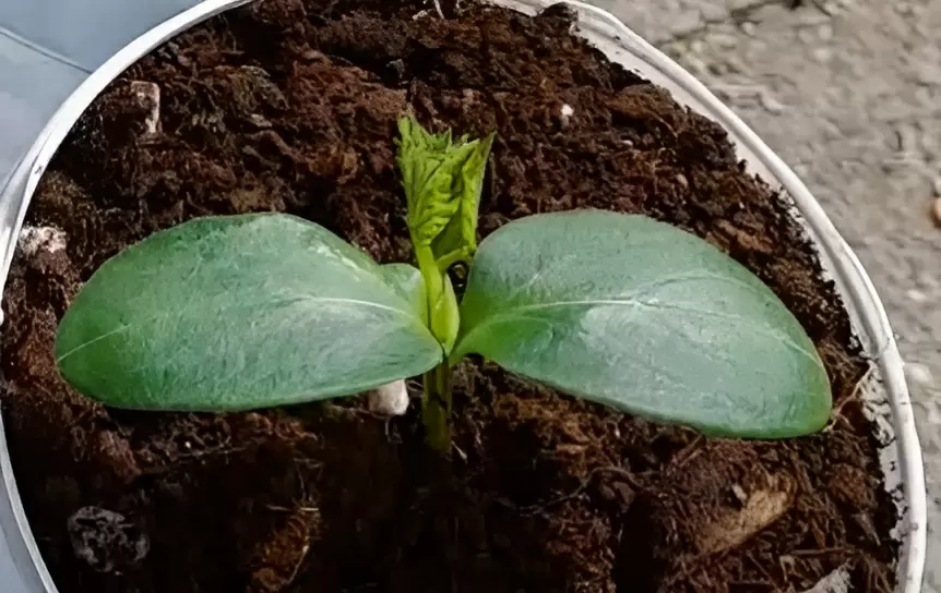 Тянущаяся рассада огурцов, кабачков и тыкв: что нужно знать и как помочь