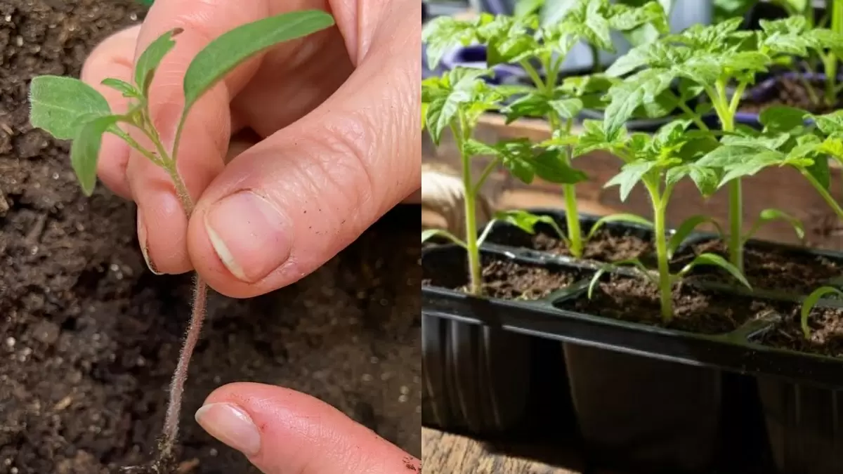 Секреты крепкой рассады: как старые методы помогают вырастить здоровые растения без химии