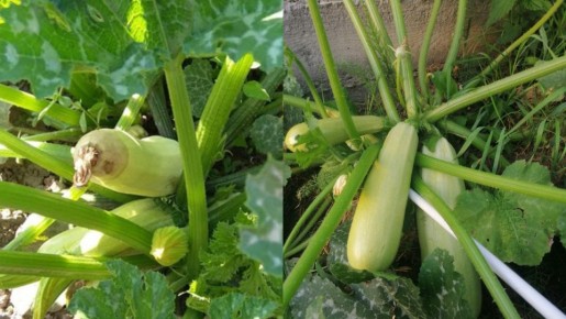 ������� ��������� ����������� ��������: ��� �� �������� ������ � ����