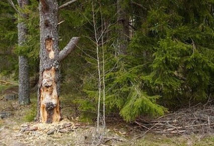 �������� �������: ��� �������� ���� �������