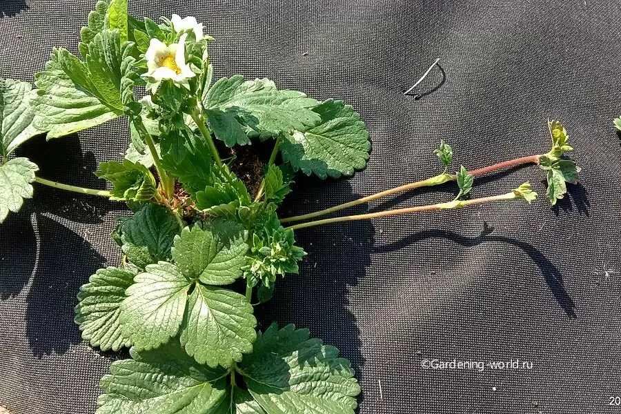 Первые усы клубники: разбираемся, почему они не всегда лучшие для размножения