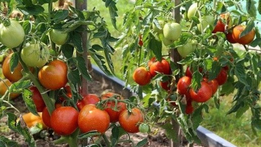 ��� ������� ���������� ����� ������� ��� ����������� ����