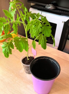 Уход за рассадой томатов и перцев: советы и рекомендации