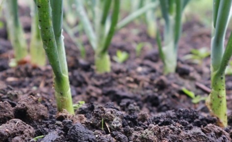 ��� �������� �������� ������ ����: ������ ������ �� ��������� � ����