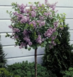 ��� ������� ��������� ������: ������������ �����������