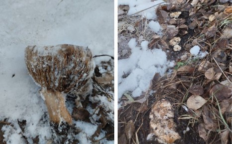 ����� ��� ������� ��������: ������������ ������� ������������