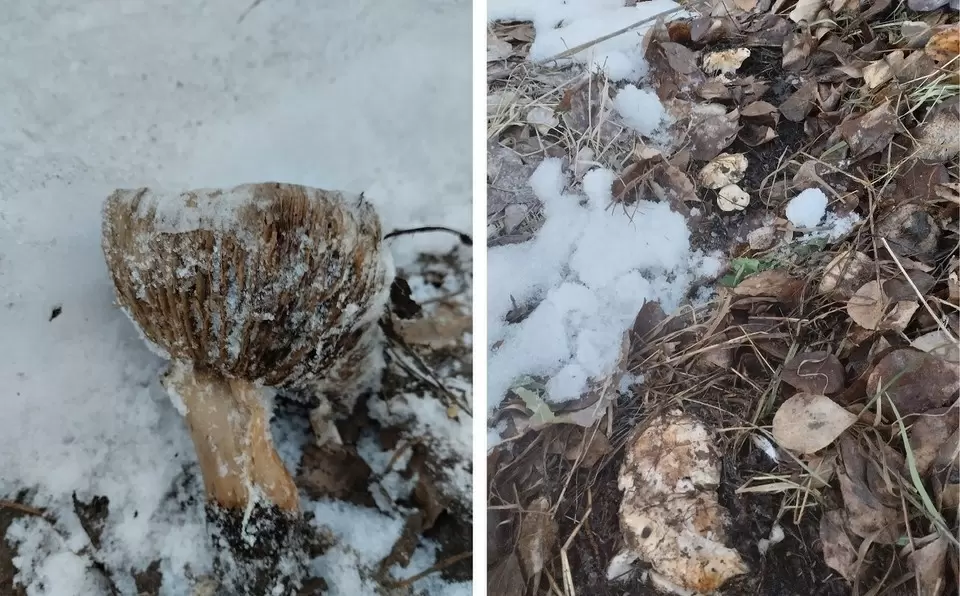 Грибы под снежным покровом: удивительные находки новосибирцев