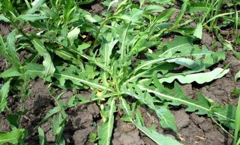 ��� �������� �������: ��������� ������ �� ������� �������