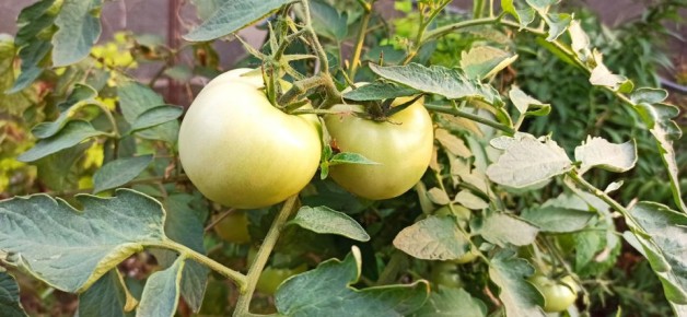 Секрет урожая: как простая добавка к томатам в августе может увеличить сбор до заморозков