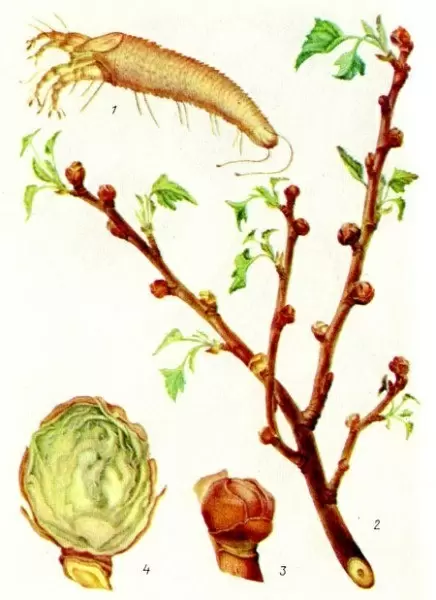 Как защитить черную смородину от почкового клеща