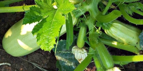 Почему гниют завязи кабачков и как с этим бороться
