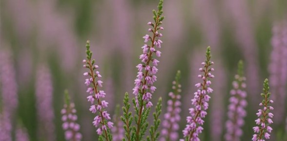 вереск: маленькое чудо, которое укроет ваш сад