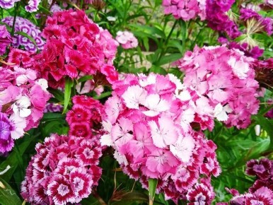 �������� ��������: ������� ������ �������� � ����� �� ���������