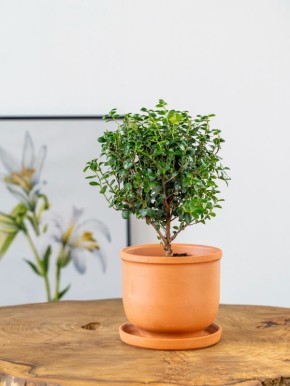 ������� �����������: ����� ����� � ���� ������