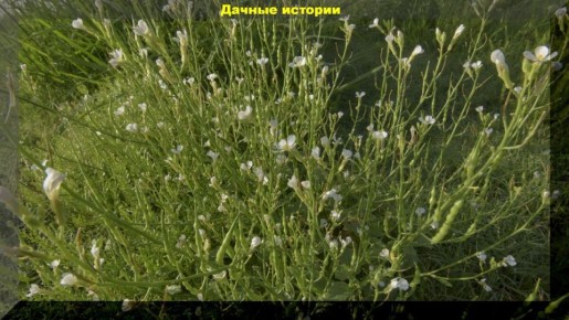 �������, ������� ��� ������: ������� � ���������� �������������