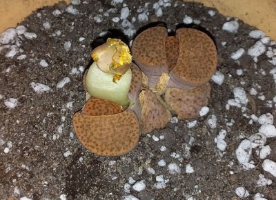 ������ ���� ������� �����������: �� �������� �� �������