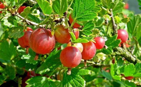 ��� ��������� ��������� � ������� �������: ������� ��������� �����