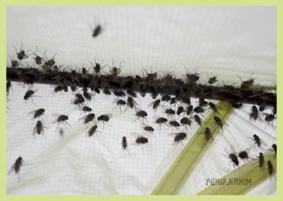 ��� ���������� �� ������ ����� � ��������: ������������ �����������