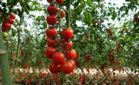 ���������, ������� ���������� ���� ������������� � ����������� �������