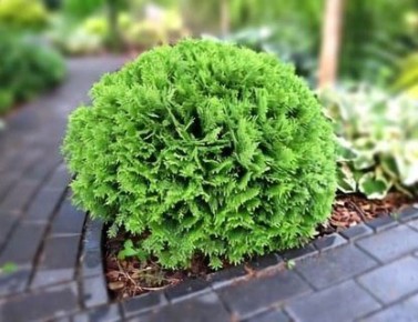 ��� � ����: ��������� ������ ����� ��� �������� ������?