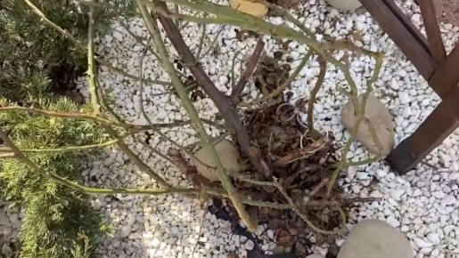 ������������ ��������� ���: ������� ������� �������