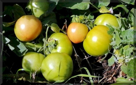 ������ ��� ������ �������: ��� ������� ������ ����� ��� ������� � ��������� ������