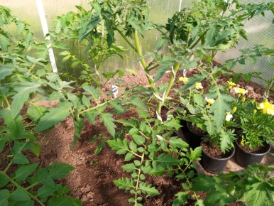 ��� ��������� �������� ������: ������� ��������� �����