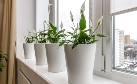 ��� �������� �������� ������������ ������ � ���