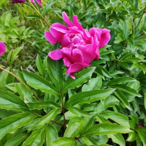 ������� ����� �� ������� ����� ��������