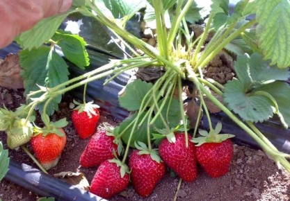 ����� ���������, ������� ����� ����������� � 2026 ����