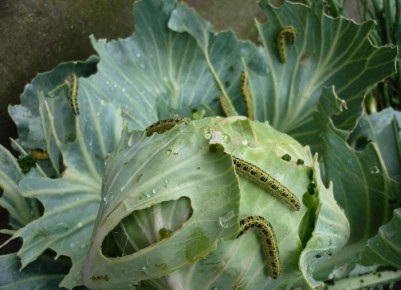 ����������� ������ ������ ���� � �������� ������