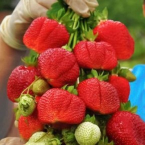 �������� ������� �� ����: ���������� ��������� ���� � ���������� ������