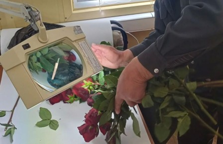 Через Смоленскую область пытались провезти заражённые цветы